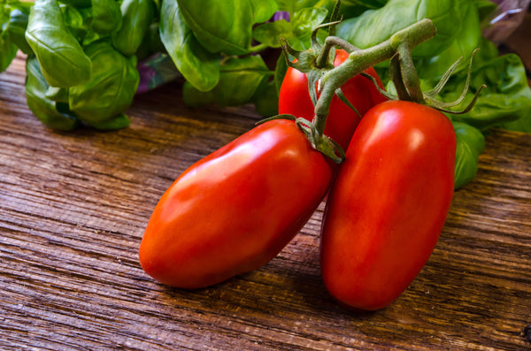 Tomatenpflanzen - Rote Tomaten - San Marzano