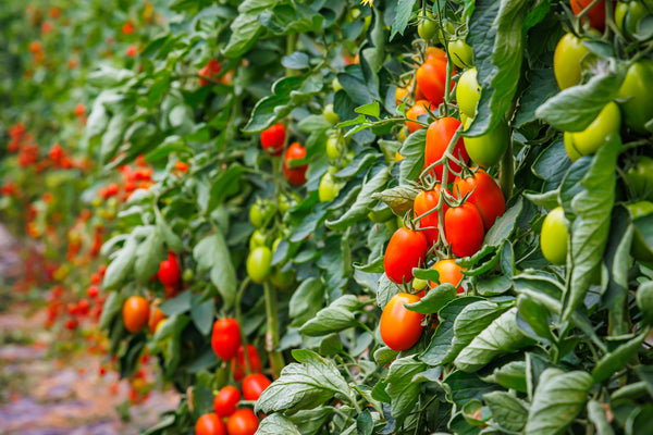 Tomatenpflanzen - Rote Tomaten - Kmicic