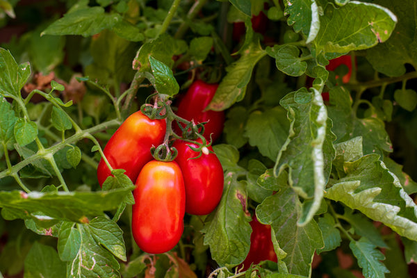 Tomatenpflanzen - Rote Tomaten - San Marzano