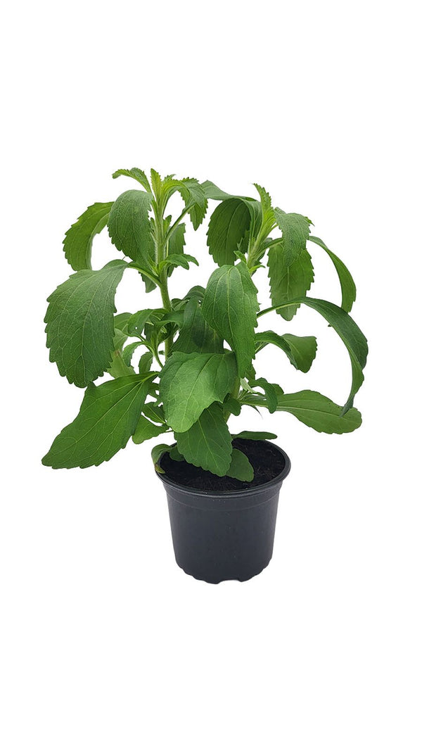 Stevia - Setzlinge