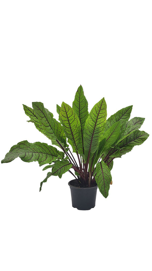 Blutsauerampfer - Setzling