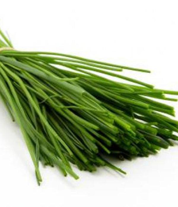 Mehrjähriger Schnittlauch - Pflanzen - Kräuter im Topf