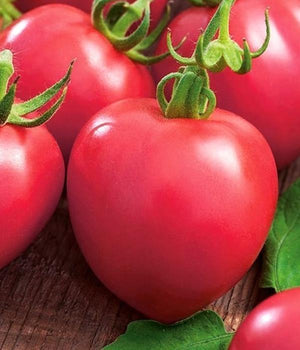 Tomatenpflanzen - Fleischtomate - Rodeo Raspberry - SetzlingeOnline