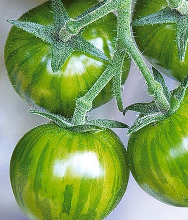Tomatenpflanzen - Kirschtomaten - Grüne Zebra - SetzlingeOnline