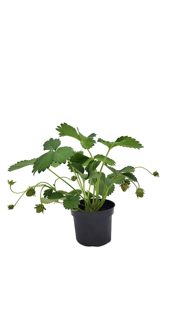 Klettererdbeeren - Setzling