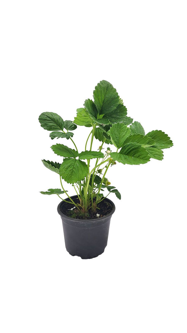 Klettererdbeeren - Setzling