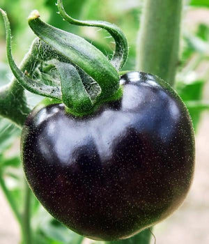 Black Cherry - Tomate - Setzling - SetzlingeOnline