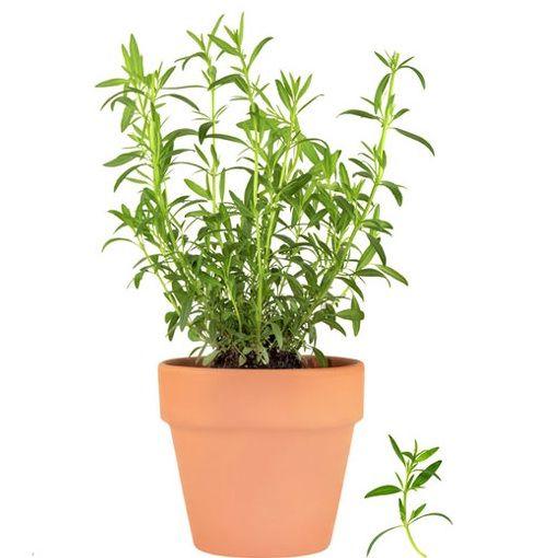 Estragon