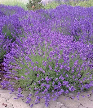 Lavendel - Setzling - SetzlingeOnline