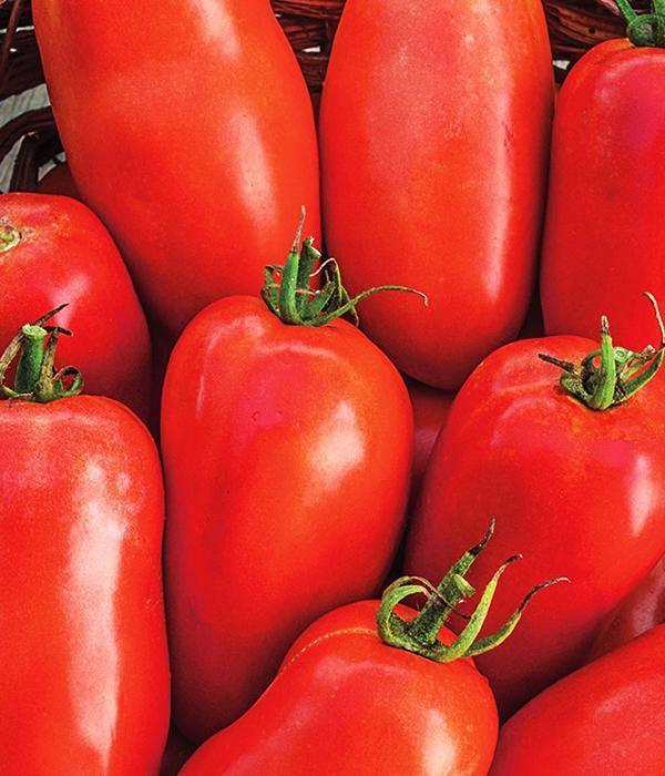 Lima Tomate - Setzling - SetzlingeOnline