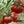 Laden Sie das Bild in den Galerie-Viewer, Tomatenpflanze - Fleischtomaten - Marmande - SetzlingeOnline
