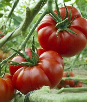 Tomatenpflanze - Fleischtomaten - Marmande - SetzlingeOnline
