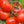 Laden Sie das Bild in den Galerie-Viewer, Tomatenpflanzen - Fleischtomate - Favorit - SetzlingeOnline
