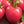 Laden Sie das Bild in den Galerie-Viewer, Tomatenpflanzen - Fleischtomate - Rodeo Raspberry - SetzlingeOnline
