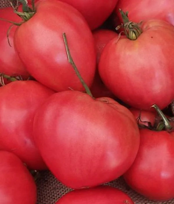 Tomatenpflanzen - Fleischtomate - Rodeo Raspberry - SetzlingeOnline