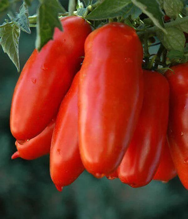 Tomatenpflanzen - Fleischtomate - San Marzano F1 - SetzlingeOnline