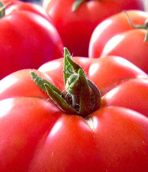 Tomatenpflanzen - Fleischtomate - Warsaw Raspberry - SetzlingeOnline