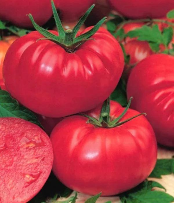 Tomatenpflanzen - Fleischtomate - Warsaw Raspberry - SetzlingeOnline