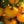 Laden Sie das Bild in den Galerie-Viewer, Tomatenpflanzen - Gelbe Tomaten - Golden Ozarowski - SetzlingeOnline

