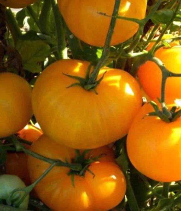 Tomatenpflanzen - Gelbe Tomaten - Golden Ozarowski - SetzlingeOnline