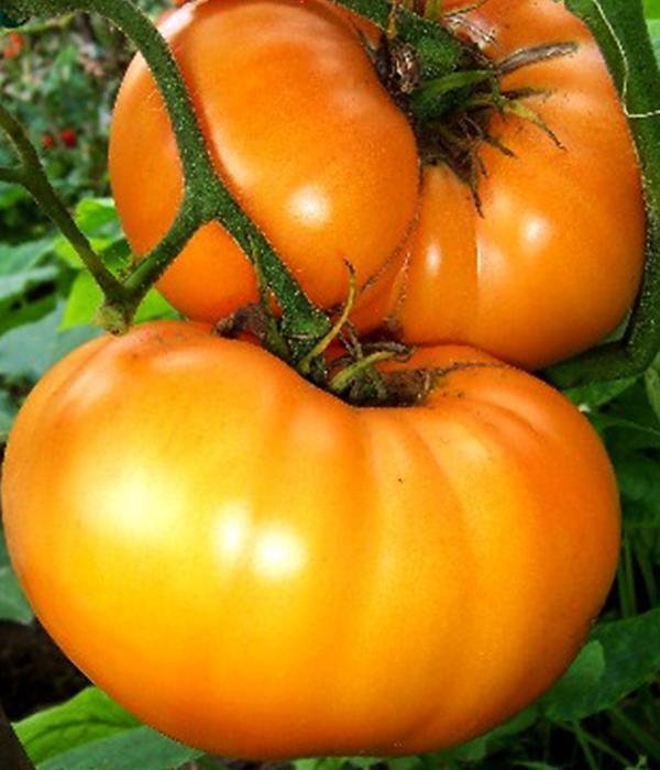 Tomatenpflanzen - Gelbe Tomaten - Golden Ozarowski - SetzlingeOnline
