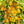Laden Sie das Bild in den Galerie-Viewer, Tomatenpflanzen - Kirschtomate - Gelbe Perlentomate - SetzlingeOnline
