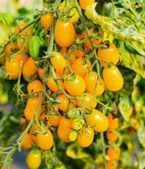 Tomatenpflanzen - Kirschtomate - Gelbe Perlentomate - SetzlingeOnline