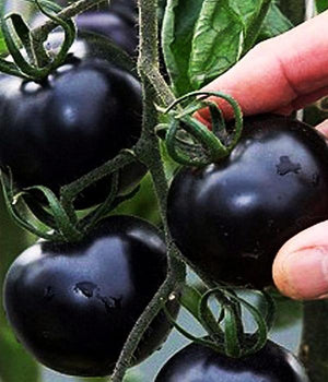 Tomatenpflanzen - Kirschtomaten - Black Cherry - SetzlingeOnline