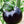 Laden Sie das Bild in den Galerie-Viewer, Tomatenpflanzen - Kirschtomaten - Black Cherry - SetzlingeOnline
