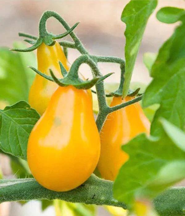 Tomatenpflanzen - Kirschtomaten - Gelbe Birne Cherrytomate - SetzlingeOnline