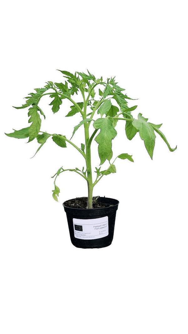 Tomatenpflanzen - Kirschtomaten - Grüne Zebra - SetzlingeOnline