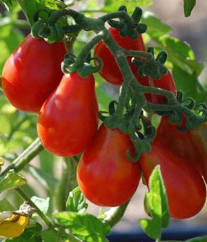 Tomatenpflanzen - Kirschtomaten - Rote Birne Cherrytomate - SetzlingeOnline