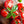 Laden Sie das Bild in den Galerie-Viewer, Tomatenpflanzen - Kirschtomaten - Rote Cocktail Tomate - SetzlingeOnline
