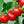 Laden Sie das Bild in den Galerie-Viewer, Tomatenpflanzen - Rote Tomate - Krakow - SetzlingeOnline
