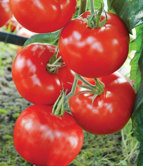 Tomatenpflanzen - Rote Tomaten - Baron - SetzlingeOnline