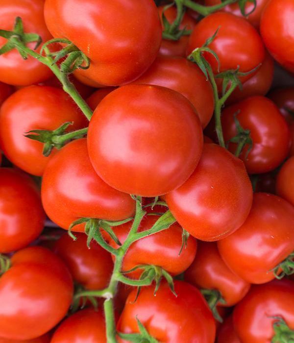 Tomatenpflanzen - Rote Tomaten - Betalux - SetzlingeOnline