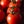 Laden Sie das Bild in den Galerie-Viewer, Tomatenpflanzen - Rote Tomaten - Krakus - SetzlingeOnline
