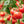 Laden Sie das Bild in den Galerie-Viewer, Tomatenpflanzen - Rote Tomaten - Tornado - SetzlingeOnline

