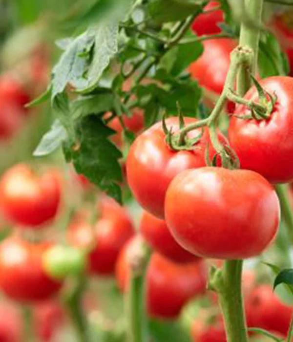 Tomatenpflanzen - Rote Tomaten - Tornado - SetzlingeOnline