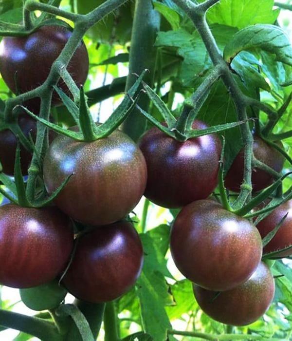 Tomatenpflanzen - Schwarze Tomaten - Noire De Crimee – Schwarzer Prinz - SetzlingeOnline