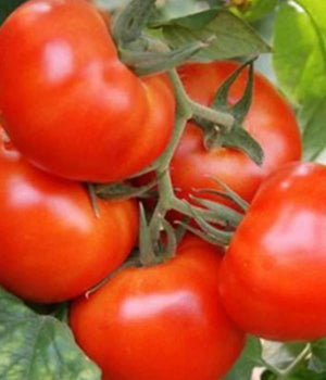 Tomatensetzlinge - Fleischtomate - Faworyt - SetzlingeOnline