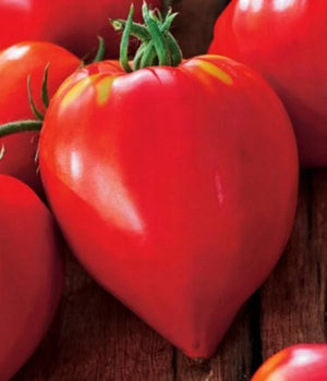 Tomatensetzlinge - Fleischtomate - Ochsenherz F1 - SetzlingeOnline