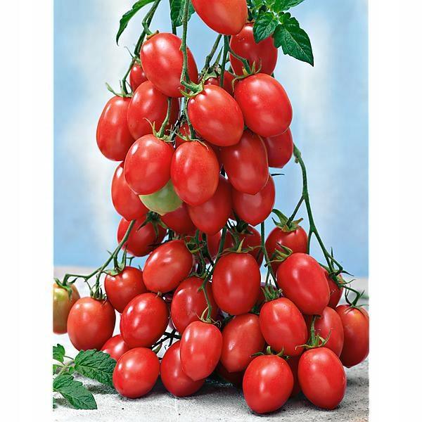 Tomatensetzlinge - Kirschtomate - Himbeergeschmack Sweet - SetzlingeOnline