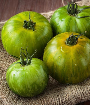 Tomatensetzlinge - Kirschtomaten - Grüne Zebra - SetzlingeOnline