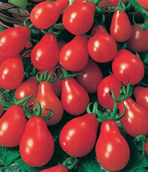 Tomatensetzlinge - Kirschtomaten - Rote Birne Cherrytomate - SetzlingeOnline