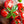 Laden Sie das Bild in den Galerie-Viewer, Tomatensetzlinge - Kirschtomaten - Rote Cocktail Tomate - SetzlingeOnline
