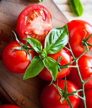 Tomatensetzlinge - Kirschtomaten - Rote Cocktail Tomate - SetzlingeOnline