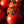 Laden Sie das Bild in den Galerie-Viewer, Tomatensetzlinge - rote Tomaten - Krakus - SetzlingeOnline
