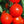 Laden Sie das Bild in den Galerie-Viewer, Tomatensetzlinge - rote Tomaten - Krakus - SetzlingeOnline
