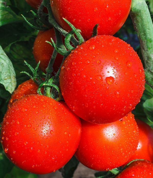 Tomatensetzlinge - rote Tomaten - Krakus - SetzlingeOnline